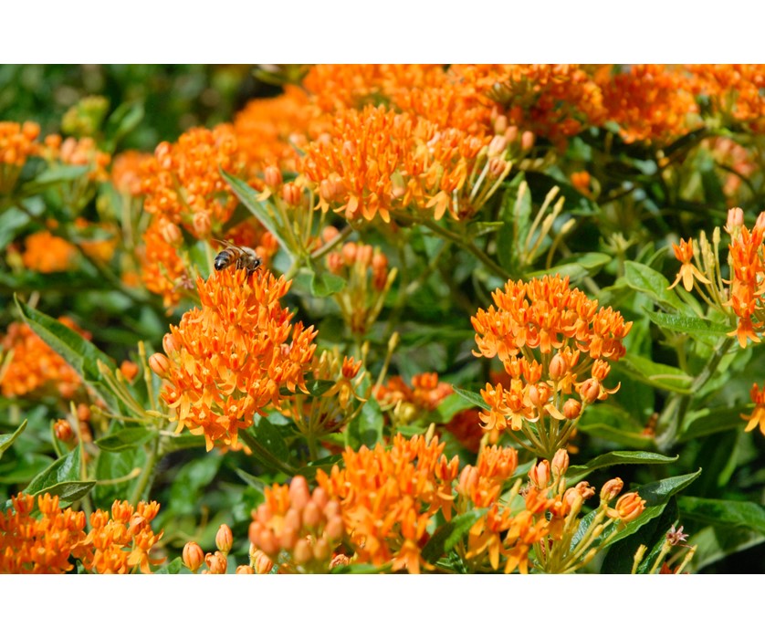 Butterfly Weed